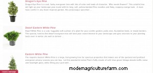 Where To Buy Pine Trees