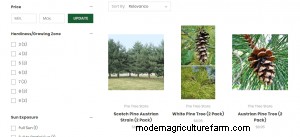 Where To Buy Pine Trees