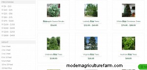 Where To Buy Pine Trees