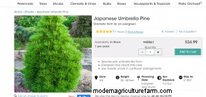 Where To Buy Pine Trees