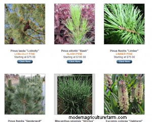 Where To Buy Pine Trees
