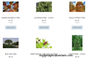 Where To Buy Pine Trees