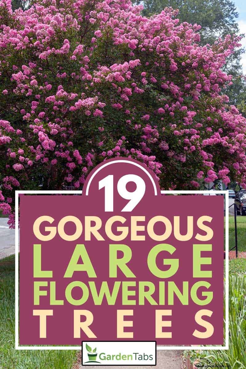 19 Gorgeous Large Flowering Trees