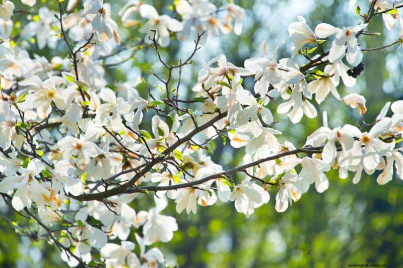 19 Gorgeous Large Flowering Trees
