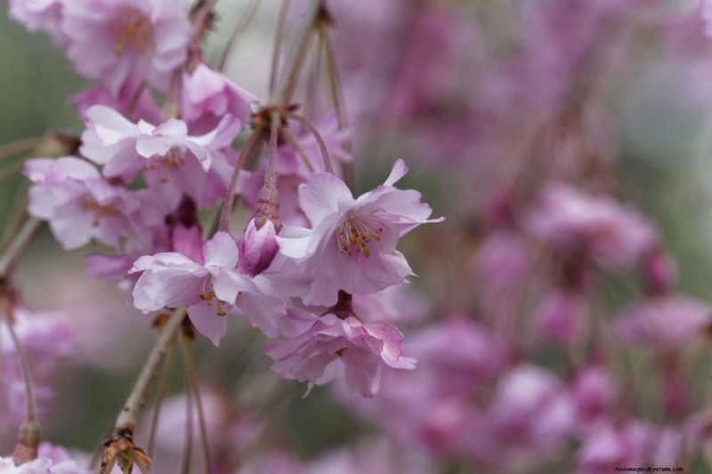 19 Gorgeous Large Flowering Trees