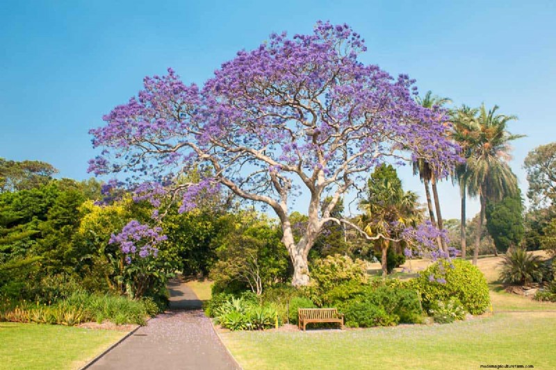 19 Gorgeous Large Flowering Trees