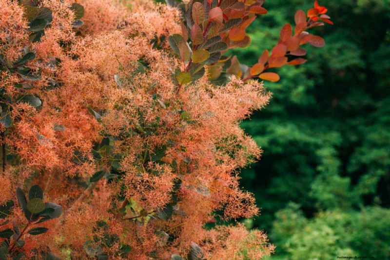 19 Gorgeous Large Flowering Trees