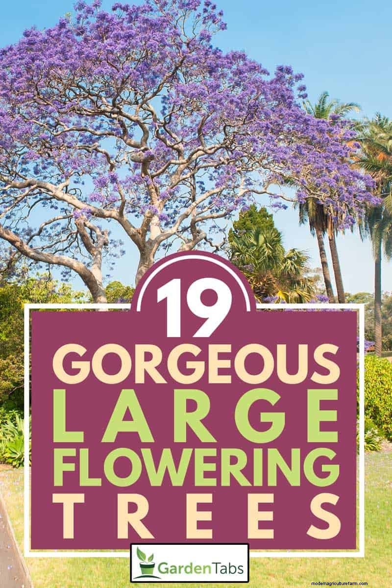 19 Gorgeous Large Flowering Trees