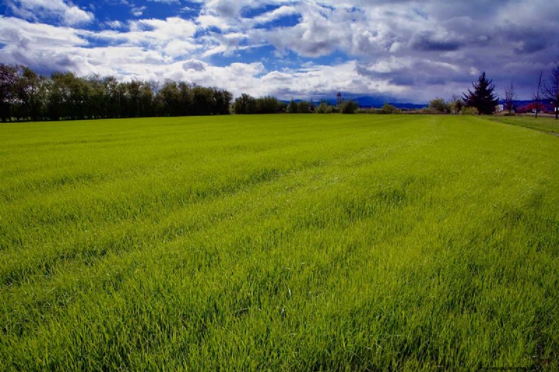 When Does Annual Ryegrass Die?