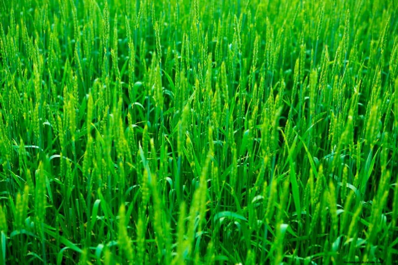 When Does Annual Ryegrass Die?