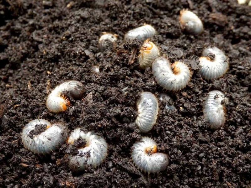 Grubs Or Maggots In Compost – What To Do?