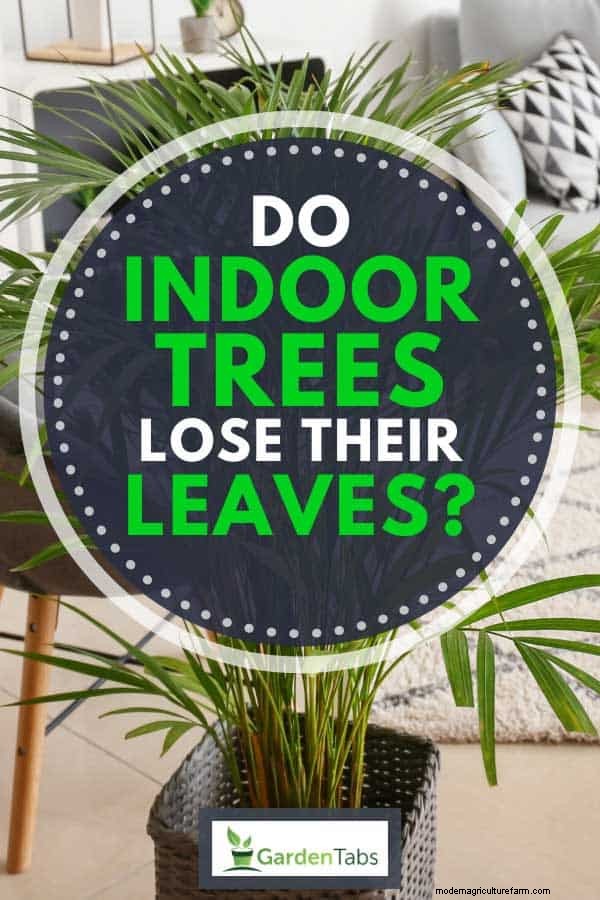 Do Indoor Trees Lose Their Leaves?