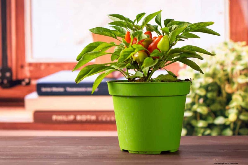 How To Grow Habanero Peppers Indoors