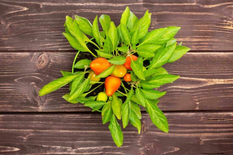 How To Grow Habanero Peppers Indoors