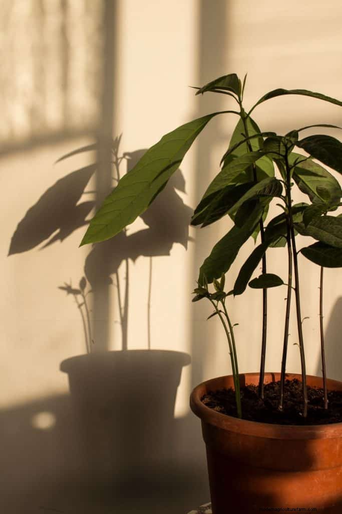 What Fruit Can You Grow Indoors?