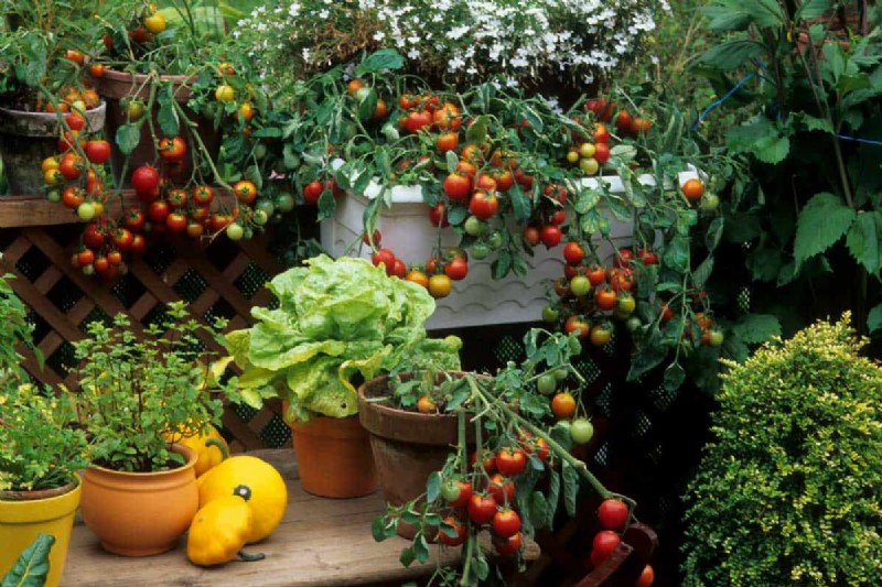 10 Awesome Balcony Garden Containers
