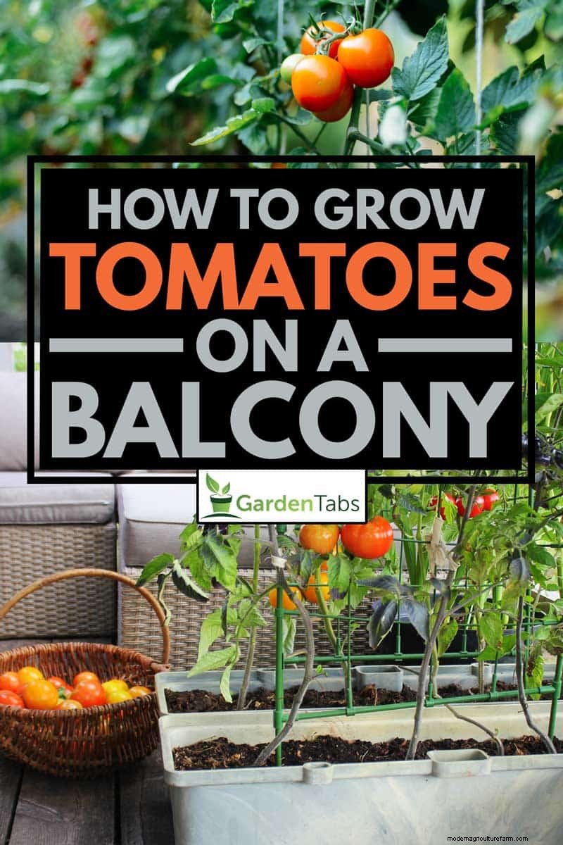 How To Grow Tomatoes On A Balcony