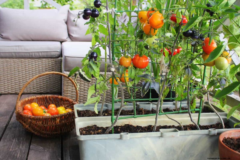 How To Grow Tomatoes On A Balcony
