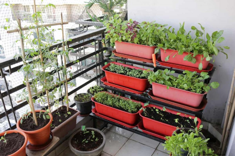 How To Grow Tomatoes On A Balcony