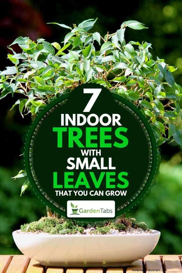 7 Indoor Trees With Small Leaves That You Can Grow