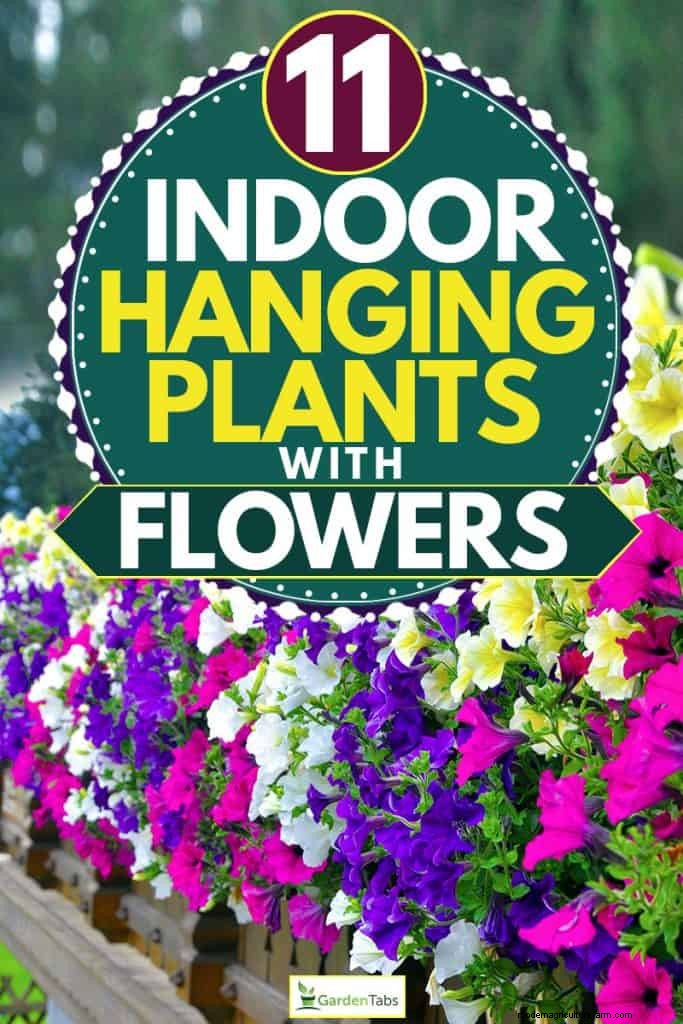 11 Indoor Hanging Plants With Flowers