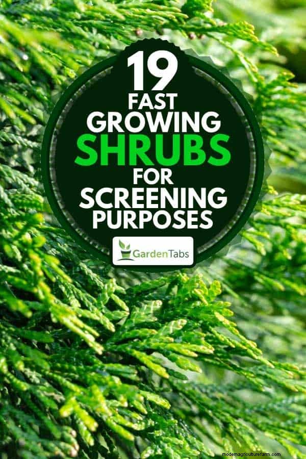19 Fast Growing Shrubs For Screening Purposes