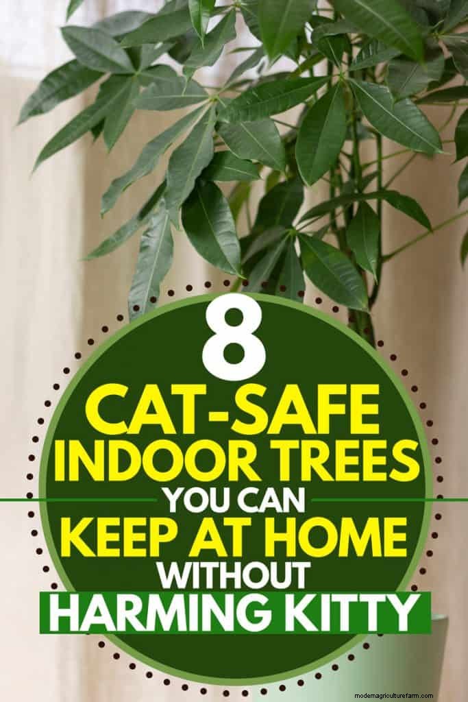 8 Cat-Safe Indoor Trees You Can Keep At Home Without Harming Kitty
