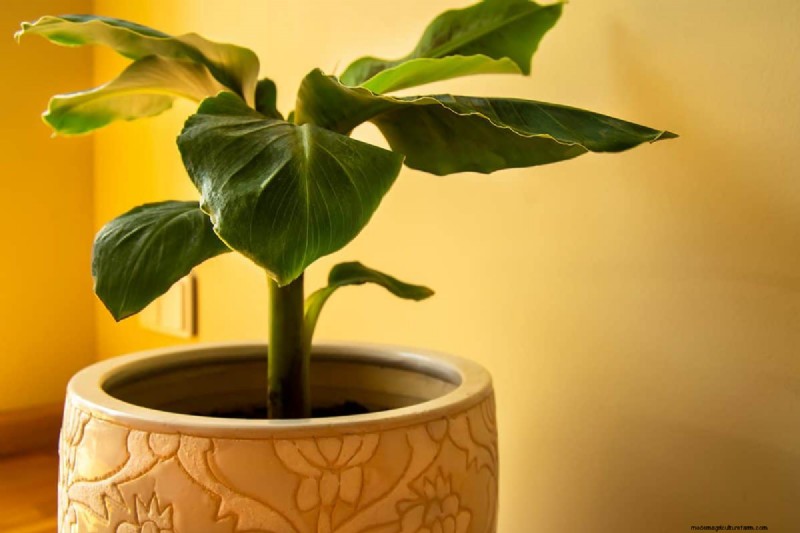 8 Cat-Safe Indoor Trees You Can Keep At Home Without Harming Kitty