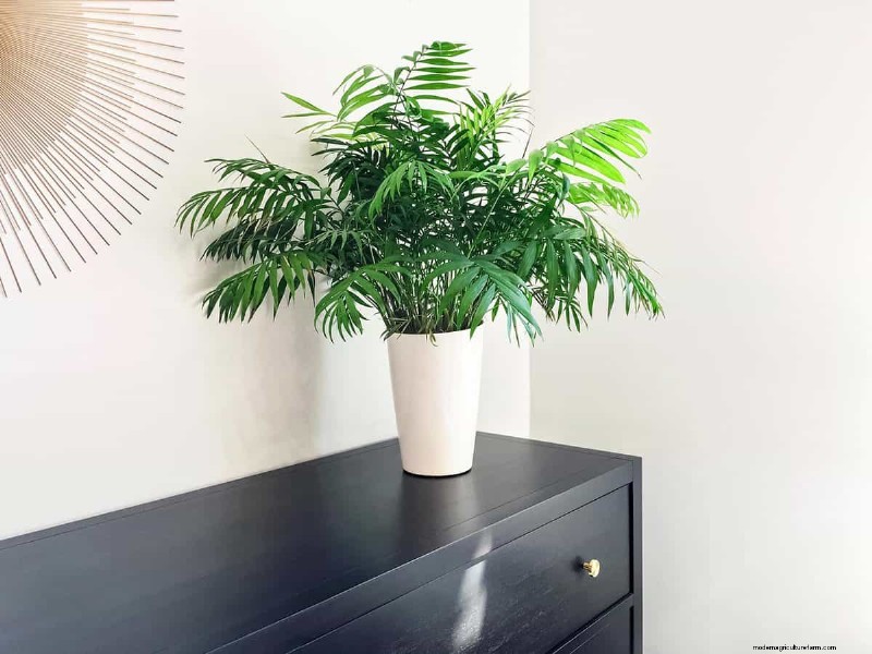 8 Cat-Safe Indoor Trees You Can Keep At Home Without Harming Kitty