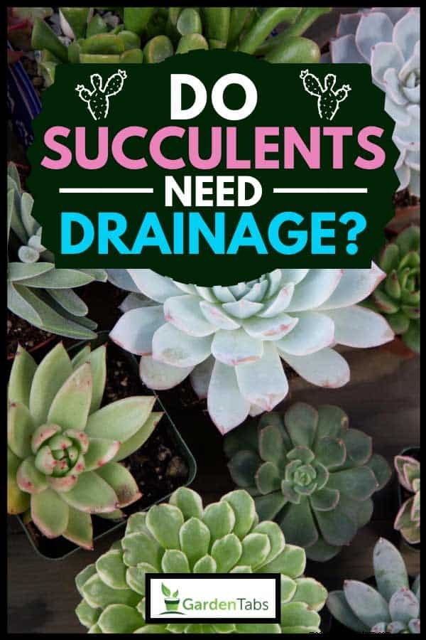 Do Succulents Need Drainage?