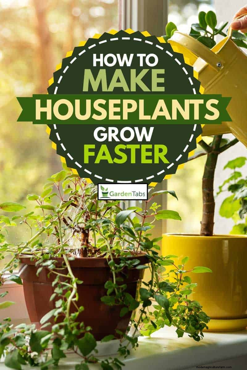 How To Make Houseplants Grow Faster?