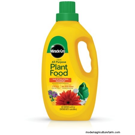 How To Make Houseplants Grow Faster?