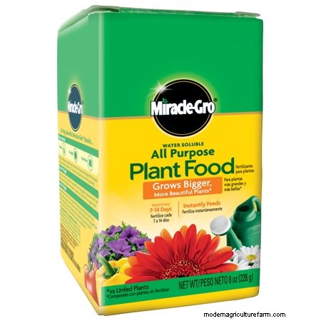 How To Make Houseplants Grow Faster?