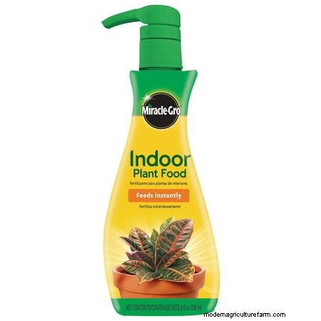 How To Make Houseplants Grow Faster?