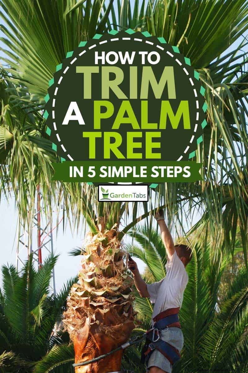 How To Trim A Palm Tree in 5 Simple Steps