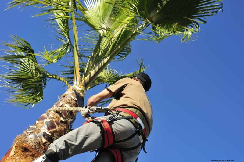 How To Trim A Palm Tree in 5 Simple Steps