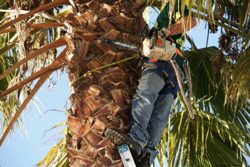 How To Trim A Palm Tree in 5 Simple Steps