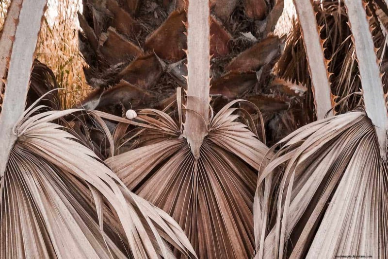 How To Trim A Palm Tree in 5 Simple Steps