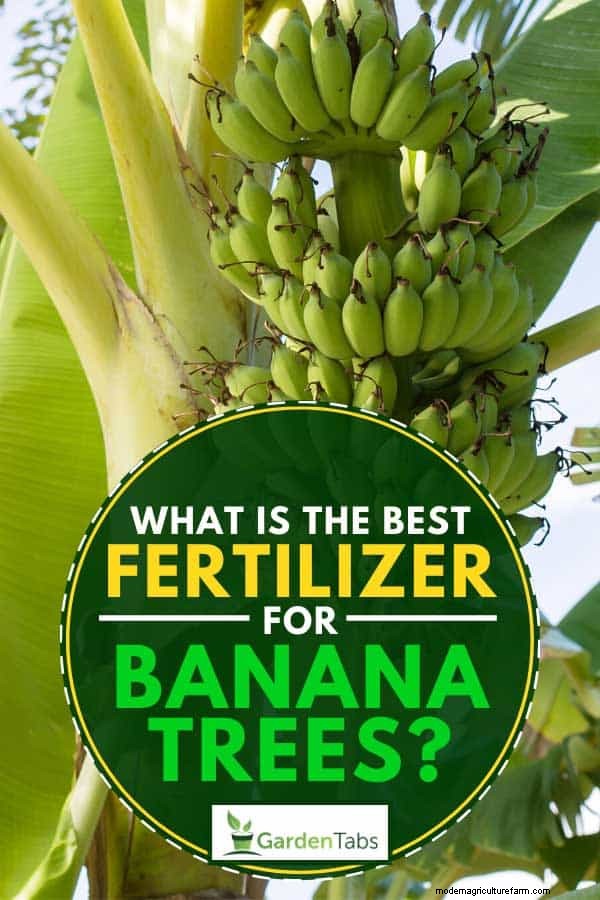 What Is The Best Fertilizer For Banana Trees?