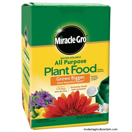 What Is The Best Fertilizer For Banana Trees?