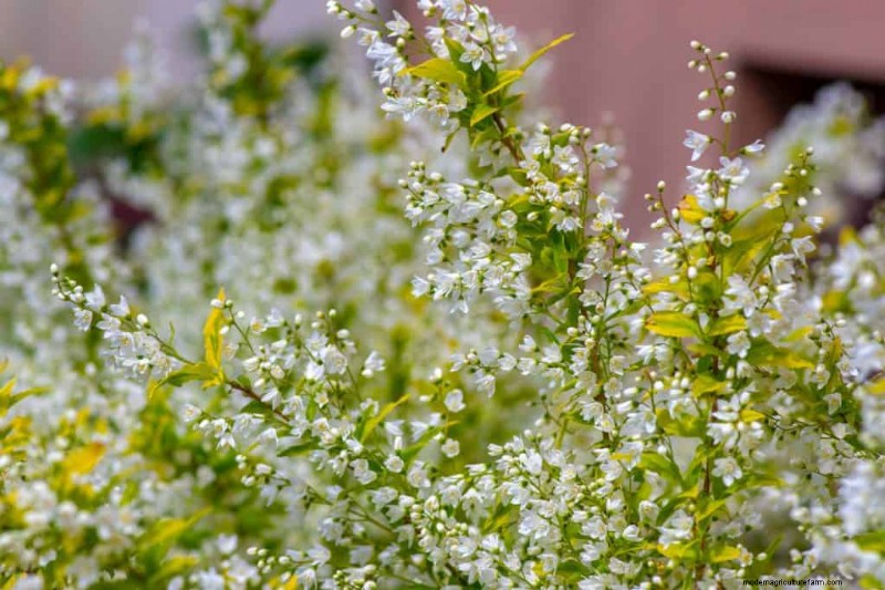 15 Shrubs For Wet Clay Soil That Will Look Great In Your Garden