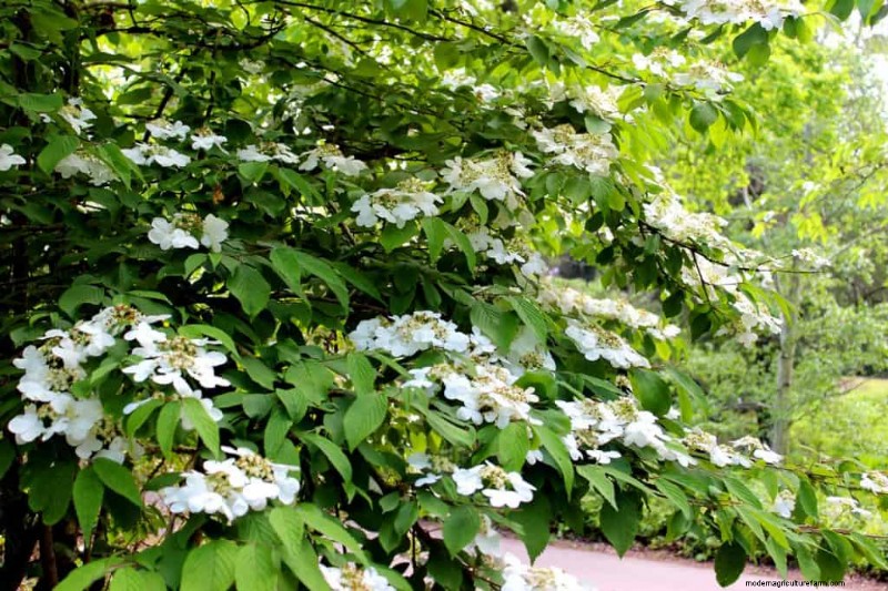 15 Shrubs For Wet Clay Soil That Will Look Great In Your Garden