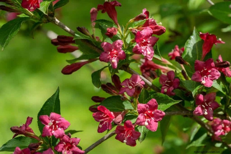 15 Shrubs For Wet Clay Soil That Will Look Great In Your Garden