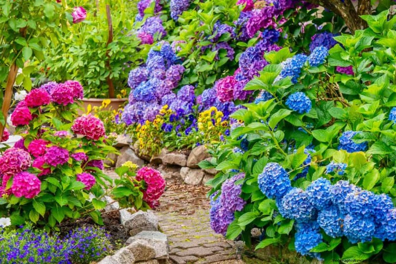 15 Shrubs For Wet Clay Soil That Will Look Great In Your Garden