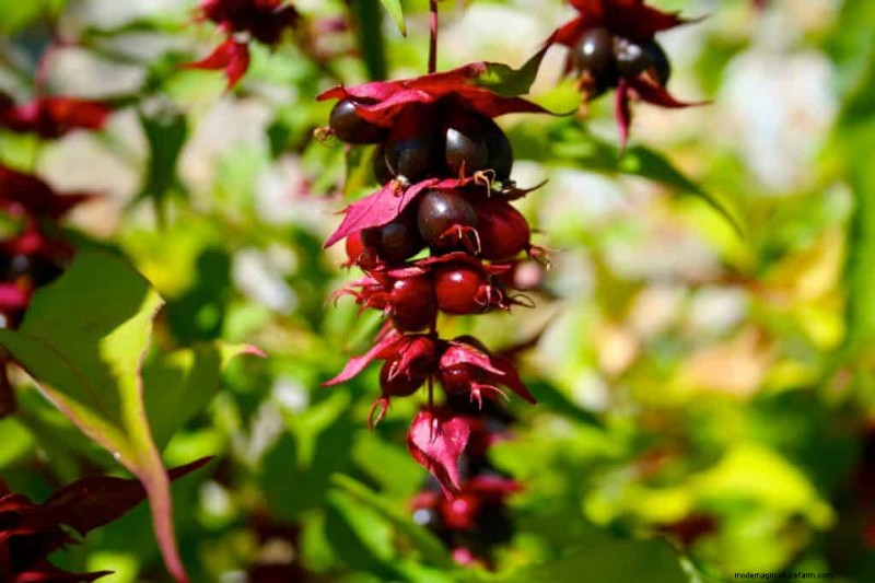 15 Shrubs For Wet Clay Soil That Will Look Great In Your Garden