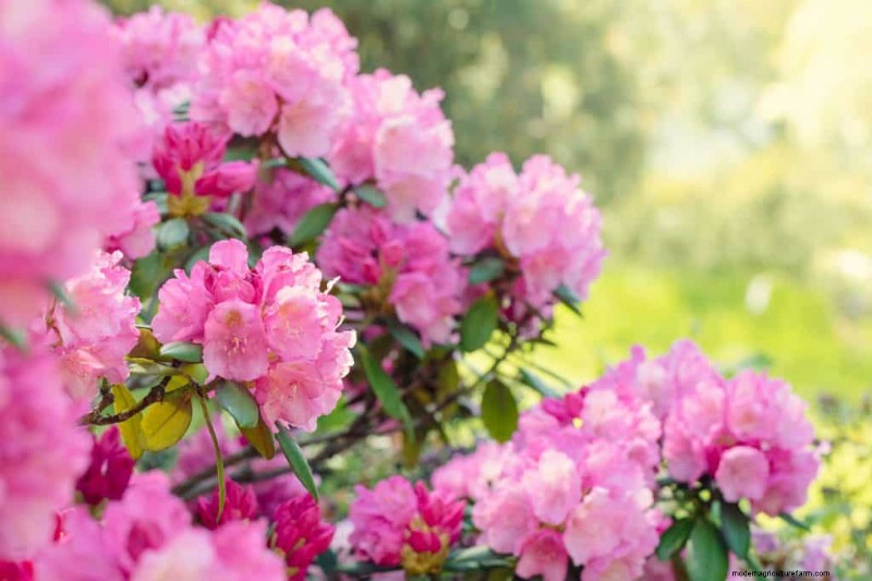 15 Shrubs For Wet Clay Soil That Will Look Great In Your Garden