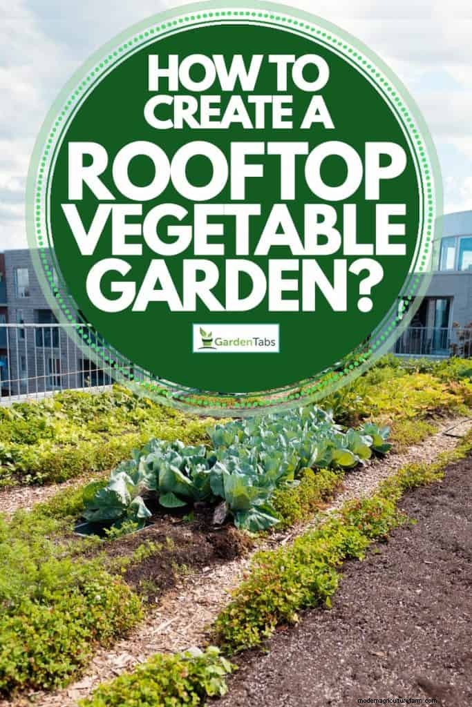 How To Create A Rooftop Vegetable Garden?