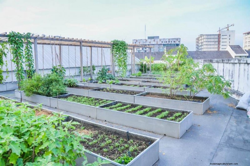 How To Create A Rooftop Vegetable Garden?