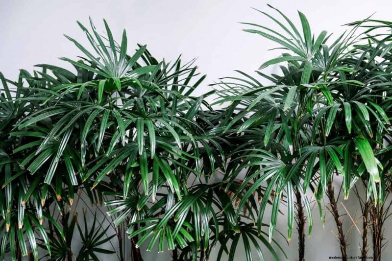 8 Indoor Trees That Require Low Light
