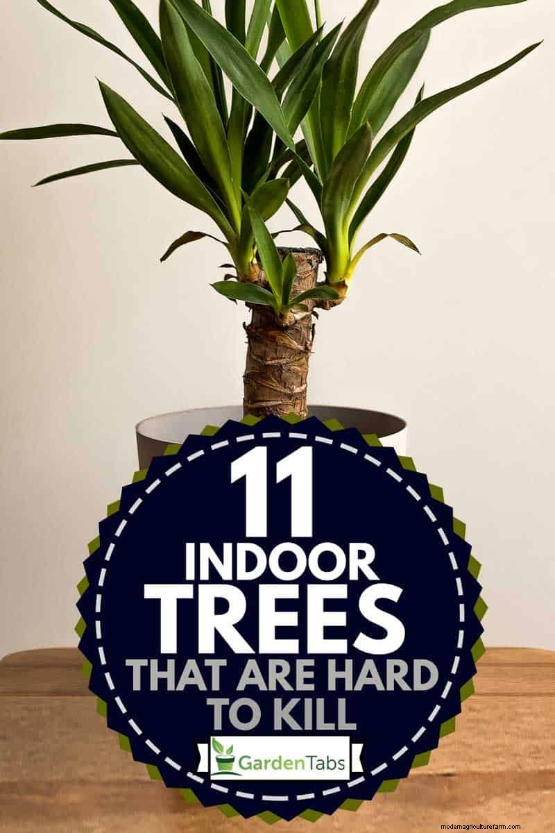 11 Indoor Trees That Are Hard To Kill